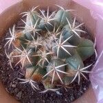 Coryphantha elephantidens Кветка