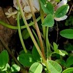 Trifolium pallescens Kéreg