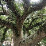 Ficus thonningii Celota