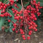 Photinia arbutifolia Ovoce