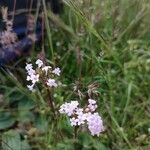 Valeriana tuberosa Fleur