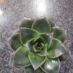 Echeveria purpusiorum List