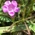 Agalinis purpurea Flor