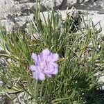 Scabiosa canescens फूल