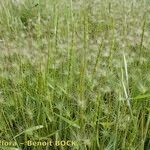 Aegilops ventricosa Habit