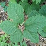 Panax quinquefolius Blatt