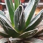 Agave victoriae-reginae Ліст