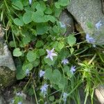 Campanula poscharskyana फूल