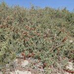 Nitraria retusa موطن