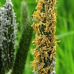 Alopecurus pratensis Fleur