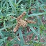 Amaranthus muricatus Fruit