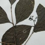 Neea floribunda Other