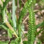 Achillea setacea Blad