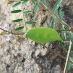 Vicia parviflora Frukt