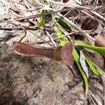 Nepenthes rafflesiana Fleur