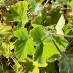 Pelargonium tomentosum Blatt