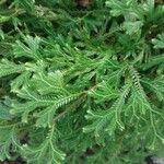 Selaginella concinna Hoja