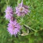 Cirsium arvenseBlüte