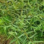Chamaecrista mimosoides Hoja