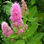 Spiraea × pseudosalicifolia Folha