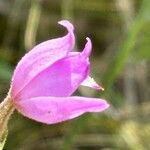 Cephalanthera rubra Blüte