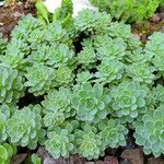 Rhodiola pachyclados Συνήθη χαρακτηριστικά