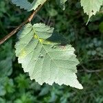 Ulmus minorLeht