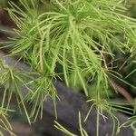 Asparagus tenuifolius Leaf