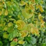 Euphorbia esula 果實