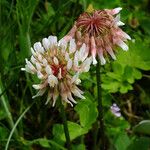 Trifolium repens Květ