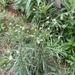 Erigeron bonariensis Frunză