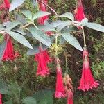 Fuchsia boliviana Flower