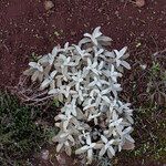 Cerastium biebersteinii Hoja