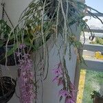 Dendrobium anosmum Цвят