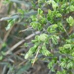 Genista scorpius Leaf
