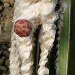 Pilosocereus leucocephalus Flower