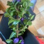 Rhaphithamnus spinosus Fruto