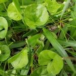 Dichondra carolinensis Feuille