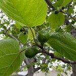 Ficus palmata Fruit