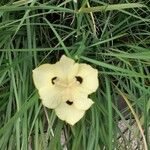 Dietes bicolor Flor