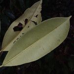 Micropholis guyanensis Лист
