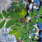 Phyllanthus tenellus Leaf