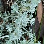 Artemisia maritima Leaf