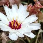 Catananche arenaria Flower