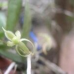 Angraecum moandense Fruto