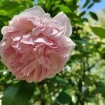 Rosa centifolia 花