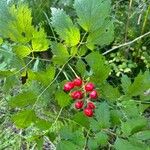 Actaea rubraFruit