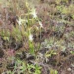 Habenaria schimperianaBlüte