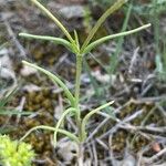 Valeriana coronata 葉