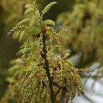 Quercus afares Blüte